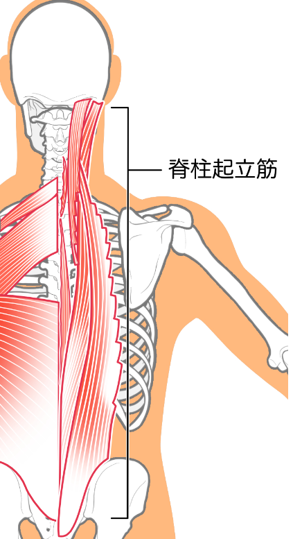腰